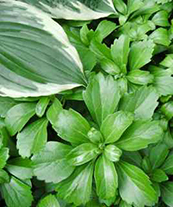 Pachysandra terminalis  PLUG TRAY