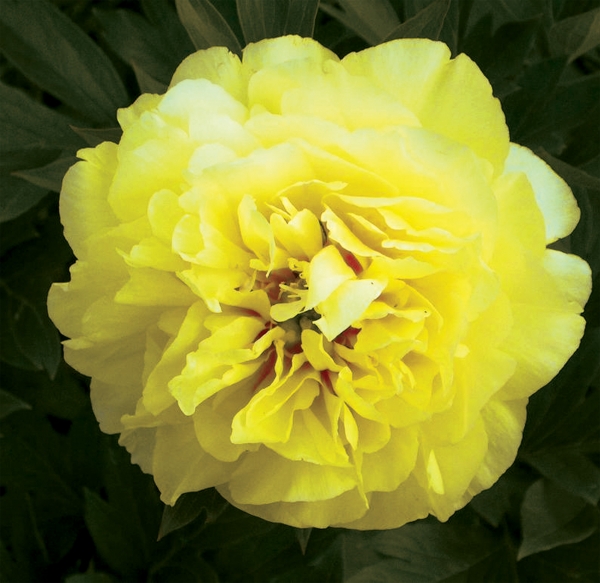 Paeonia ITOH 'Bartzella' 3 gallon