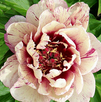 Paeonia ITOH 'All That Jazz' 3 gallon 