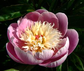 Paeonia 'Bowl of Beauty' 