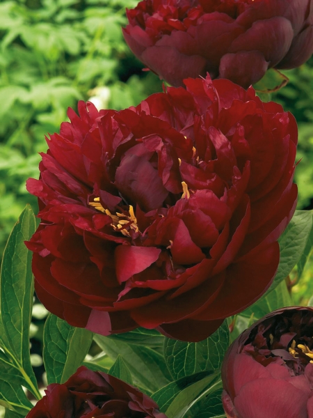 Paeonia 'Buckeyed Belle'