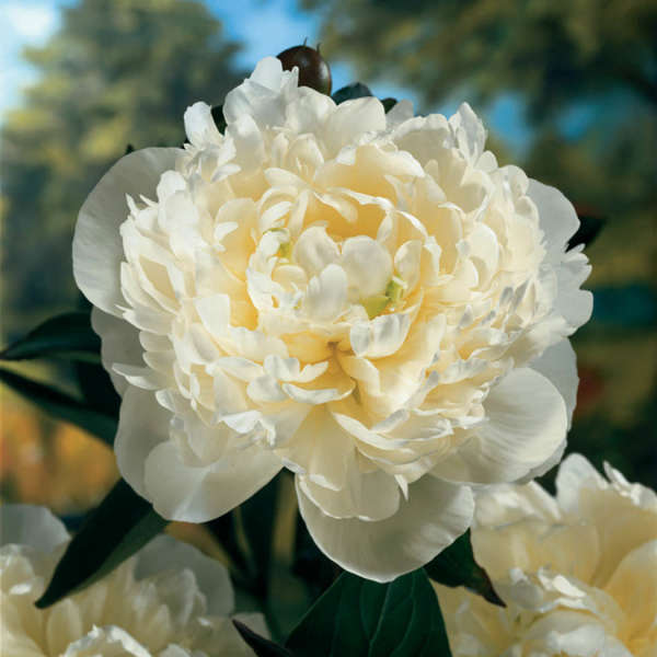 Paeonia 'Duchess De Nemours'