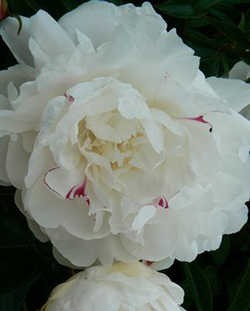 Paeonia 'Festiva Maxima' 