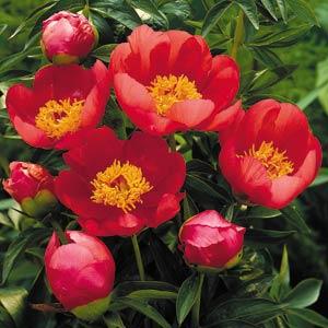 Paeonia 'Flame'