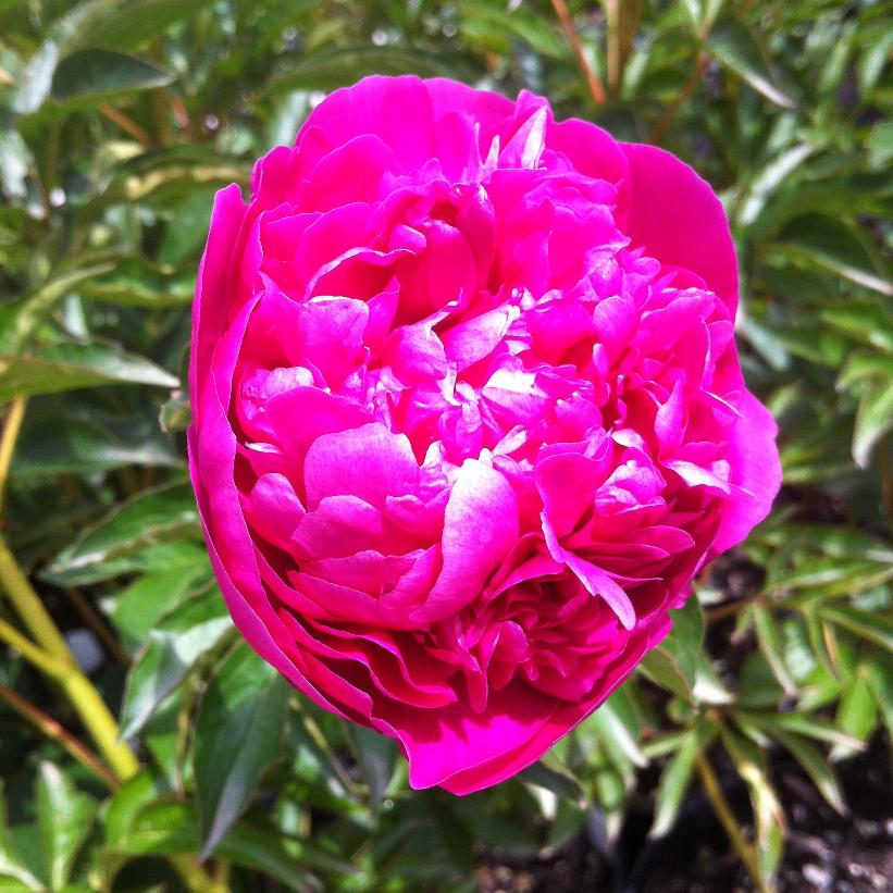 Paeonia 'General McMahon'