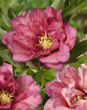 Paeonia ITOH 'Hillary' 3 gallon