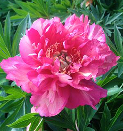 Paeonia  ITOH 'Julia Rose'  3 gallon