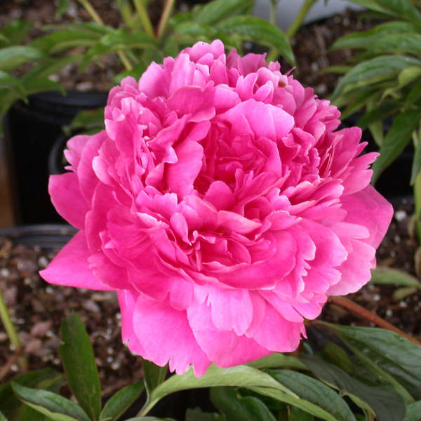 Paeonia 'Kansas'