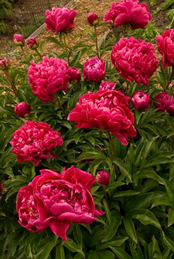 Paeonia 'Karl Rosenfield'