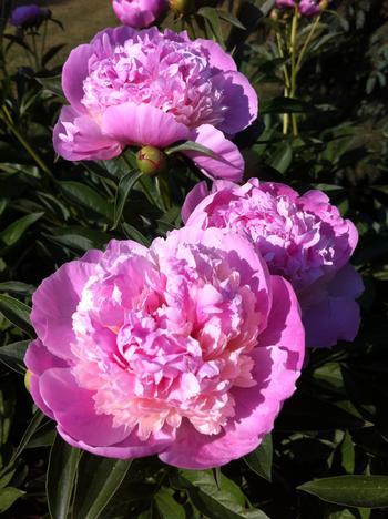 Paeonia 'Raspberry Sundae' 