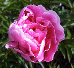 Paeonia 'Sarah Bernhardt' 