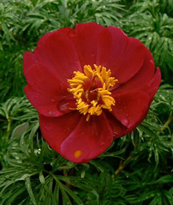 Paeonia tenufolia