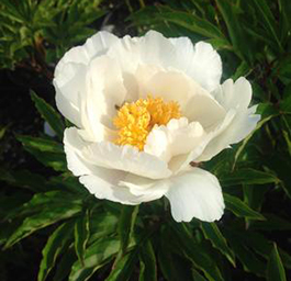 Paeonia 'Jan Van Leeuwen'