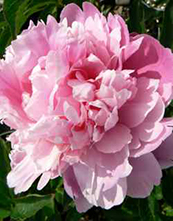 Paeonia 'Pink Parfait' 