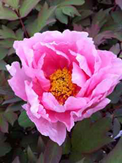 Tree Peony - Pink  