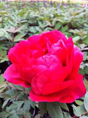 Tree Peony - Red  