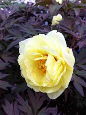 Tree Peony - Yellow 