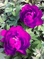 Tree Peony - Purple 