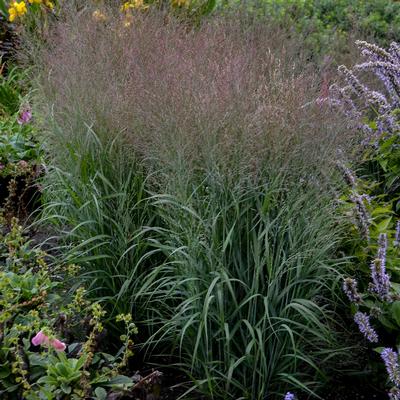 Panicum virgatum Prairie Winds Apache Rose