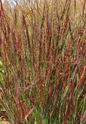 Panicum virgatum 'Blood Brothers'   