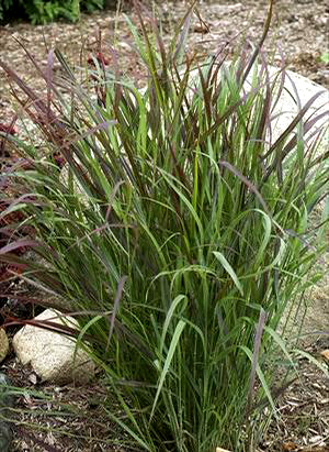 Panicum virgatum Prairie Winds Cheyenne Sky