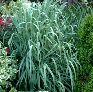 Panicum virgatum 'Dallas Blues'