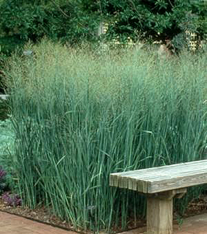 Panicum virgatum 'Heavy Metal'