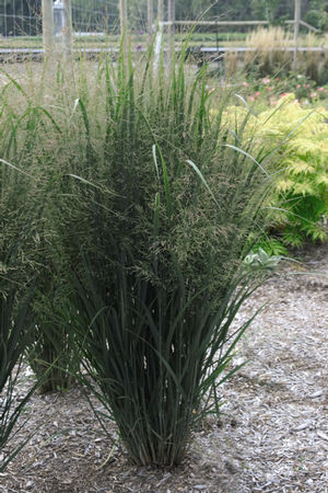 Panicum virgatum 'Northwind'