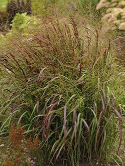 Panicum virgatum 'Prairie Fire'