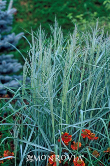 Panicum virgatum 'Prairie Sky'