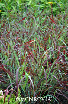 Panicum virgatum 'Ruby Ribbons'