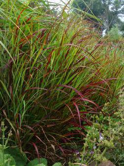 Panicum virgatum 'Shenandoah' 