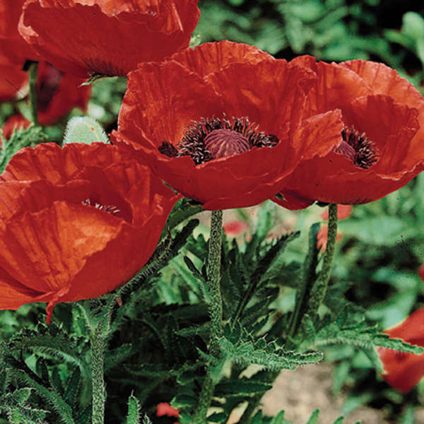 Papaver orientale 'Beauty of Livermere' 