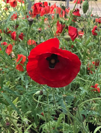 Papaver rhoes 'Flanders Field'