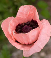 Papaver orientale 'Princess Victoria Louise'