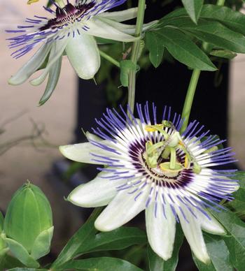 Passiflora caerulea