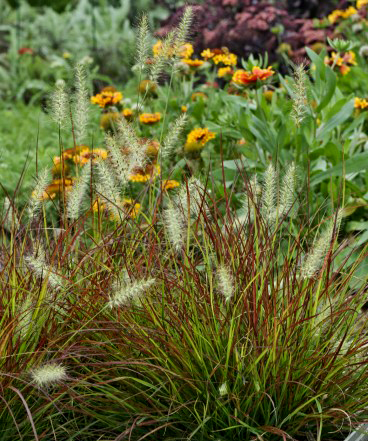 Pennisetum alopecuroides 'Burgundy Bunny'  