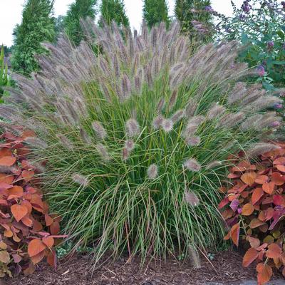 Pennisetum alopecuroides 'Desert Plains' 