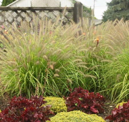 Pennisetum alopecuroides Prairie Winds Lemon Squeeze 