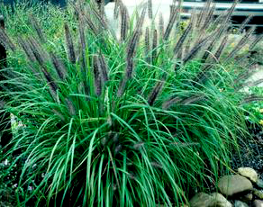 Pennisetum alopecuroides 'Moudry' 