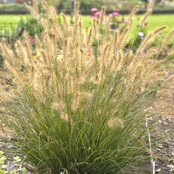 Pennisetum alopecuroides 'Piglet'   