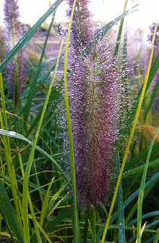 Pennisetum alopecuroides 'Red Head'