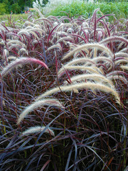 Pennisetum setaceum 'Rubrum'