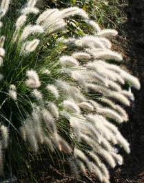 Pennisetum alopecuroides 'Cassian'