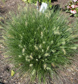 Pennisetum alopecuroides 'Little Bunny'