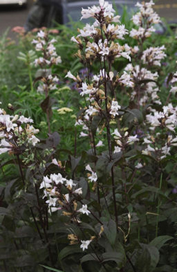 Penstemon digitalis 'Husker's Red'