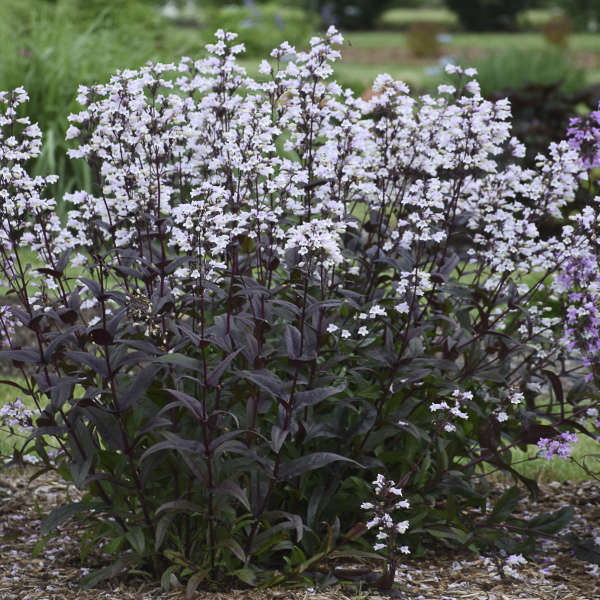 Penstemon 'Onyx and Pearls'  