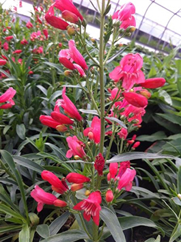 Penstemon 'Red Riding Hood'