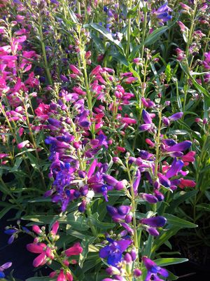 Penstemon barbatus 'Nana Rondo Mix'