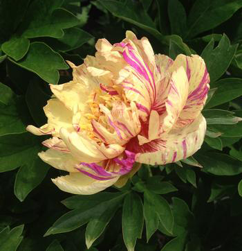 Paeonia ITOH 'Lollipop' 3 gallon